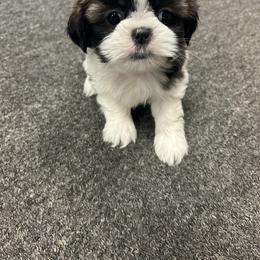 Shannon's girl - Brindle and white female Shih Tzu puppy in Hibbing, Minnesota from Iron Range Shih Tzu and Puppies