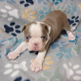 Comet - Lilac male Boston Terrier puppy in Corning, California from SB Bostons