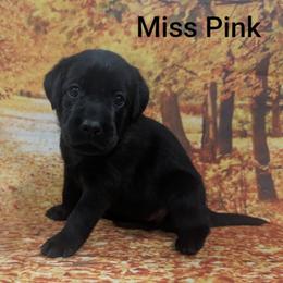 Miss Pink - Black female Labrador Retriever puppy in Lebanon, Pennsylvania from Robertson's Retrievers and Doodles