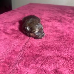 Rosie - Orange sable female Pomeranian puppy in Kansas City, Missouri from S&K Pomeranians