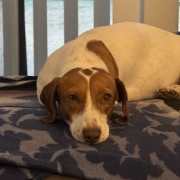 Eve - Dachshund