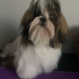Churro - Shih Tzu