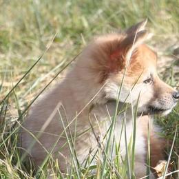 Icelandic Sheepdog Puppies from Valhalla Icelandic Sheepdogs