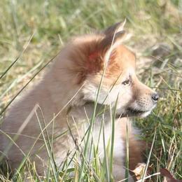 Icelandic Sheepdog Puppies from Valhalla Icelandic Sheepdogs