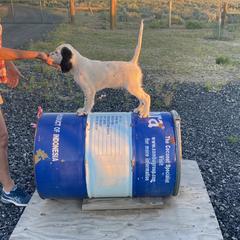English Setter Puppies from Steens Mountain Setters