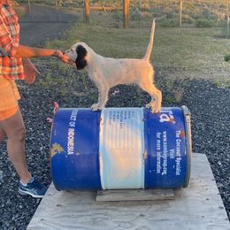 English Setter Puppies from Steens Mountain Setters