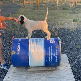 English Setter Puppies from Steens Mountain Setters