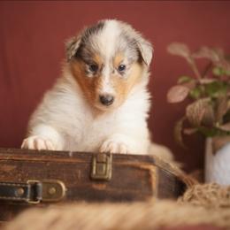 Duke - White male Collie puppy in Blacksburg, Virginia from Blackberry Hills Cattle dogs and Collies