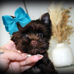 Boy 1 - Chocolate and tan male Yorkshire Terrier puppy in Warren, Michigan from Danielle's Yorkie Babies