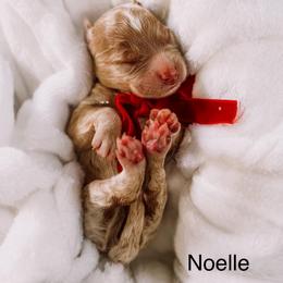 Noelle - Apricot female Goldendoodle puppy in Lakeland, Florida from Rolling Oak Doodles