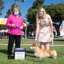 Bernese Mountain Dogs and Pembroke Welsh Corgis from Crowned Royalty