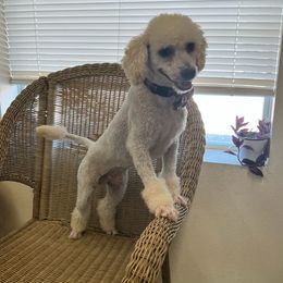 Teddy bear - Poodle