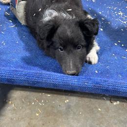 Brown - Black and white male Shetland Sheepdog puppy in Fontanelle, Iowa from Jensen Farms Shelties