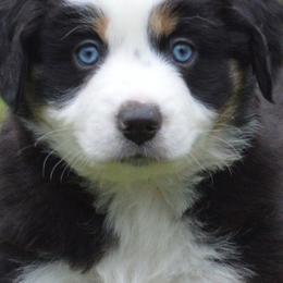 Assorted Doodle Crosses, Aussiedoodles, Australian Shepherds, and Miniature Australian Shepherds from North Lake Doodles
