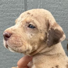 Snickers - Chocolate and white female Great Dane puppy in Florida from Beachside Kennels