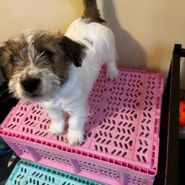 Violet - White and tan female Russell Terrier puppy in Burns, Tennessee from Terrier Town of Tennessee