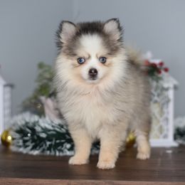 Crystal - Gray and white female Pomsky puppy in La Verne, California from Red Cedar Pomskies