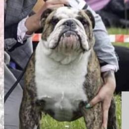 Grubson - Bulldog