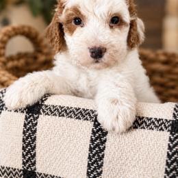 Rusty - Parti male Goldendoodle puppy in Lima, Ohio from Hommel’s Mini Darling Doodles