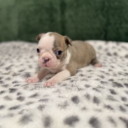 Blue girl white face - Blue female Boston Terrier puppy in Madera Acres, California from Muggin Bostons Terriers and Mini Dachshund