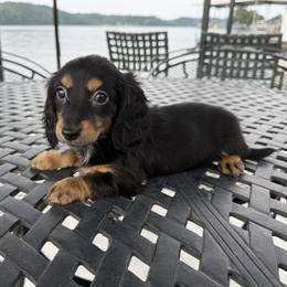 Lucy - Black and tan female Dachshund puppy in Gravois Mills, Missouri from Benji’s Babies