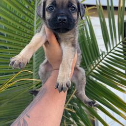 Girl 5 - Fawn female Cane Corso puppy in Perris, California from P1 Family Canines