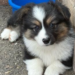 Venture-(Fluffy, Triple Clear) - Black and tan female Pembroke Welsh Corgi puppy in Scottown, Ohio from Wyndy Ridge Corgis