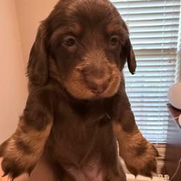 Harper - Chocolate and tan female Dachshund puppy in Town Creek, Alabama from PapaDox Miniature Dachshunds