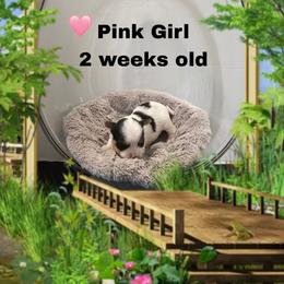 Lacey's Pink Girl - Parti female Yorkshire Terrier puppy in Inverness, Florida from Luvayorkie&more
