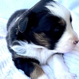 Girl 2 - Australian Shepherd puppy in Whitesburg, Georgia from Velocity Farms, farm raised Aussies