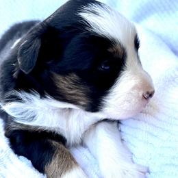Girl 2 - Australian Shepherd puppy in Whitesburg, Georgia from Velocity Farms, farm raised Aussies