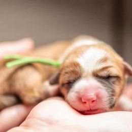 American Corgi and Pembroke Welsh Corgi Puppies from Constellation Corgi