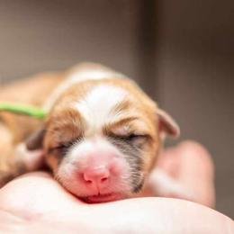 American Corgi and Pembroke Welsh Corgi Puppies from Constellation Corgi