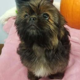 Bo Peep - Shih Tzu
