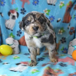 Yoshi - Sporty Mix puppy in Menasha, Wisconsin from Kreger's K9s
