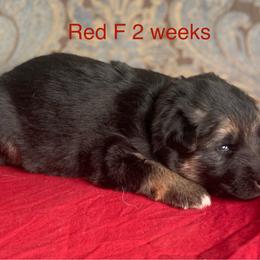 Red collar girl - Black and red female German Shepherd puppy in Coleta, Illinois from Four Leaf Farm- Vom Vierblättriges Bauernhof