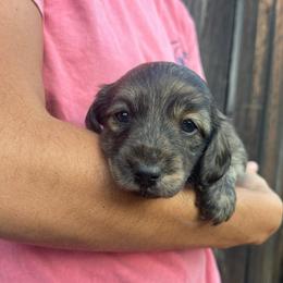 Blaze - Brindle male Dachshund puppy in Rogue River, Oregon from Bear Feet Dachshunds