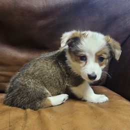 Lanny - Red male Pembroke Welsh Corgi puppy in Castle Rock, Washington from Heckman Corgis