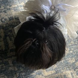 Riley - Shih Tzu