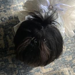 Riley - Shih Tzu