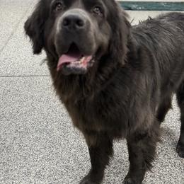 VIOLET - Newfoundland