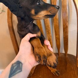 Girl 2 Black-Rust - Black and rust female Doberman Pinscher puppy in Mc Cook, Nebraska from Morningstar Kennel