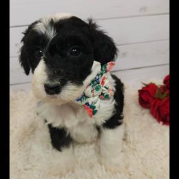 Custard - Black and white female Sheepadoodle puppy in Farley, Iowa from Iowa's Doodle Co.