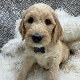 Harrison - Apricot male Goldendoodle puppy in Boise, Idaho from Goldendoodle Baby
