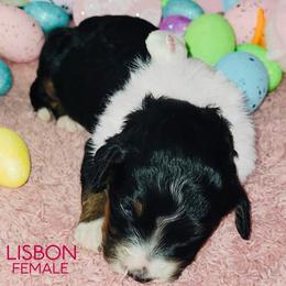 Lisbon - Tri-color female Bernedoodle puppy in Beecher, Illinois from Erica’s Doodles