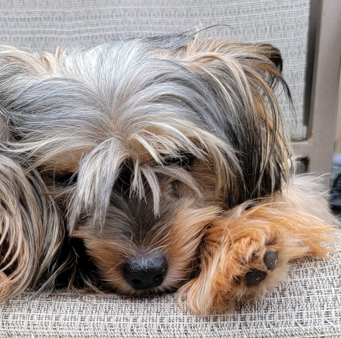 Bubbles - Yorkshire Terrier
