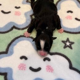 Uno - Black and white male Aussiedoodle puppy in Republic, Missouri from Holland Hilltop Farm