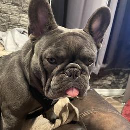 Winston - French Bulldog