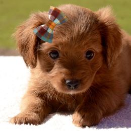 Cavapoo Puppies from Horton & Co. Cavapoos