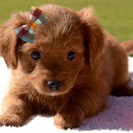 Cavapoo Puppies from Horton & Co. Cavapoos